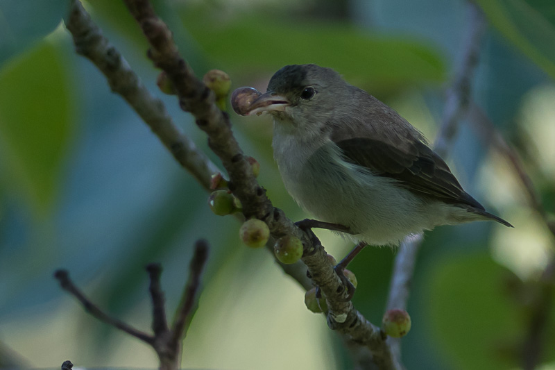 Geelsnavelhoningvogel